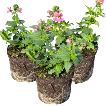 Set of 3 or 6 Large Plants - Nemesia Nuvo Rose, Ready to Plant in Your Garden