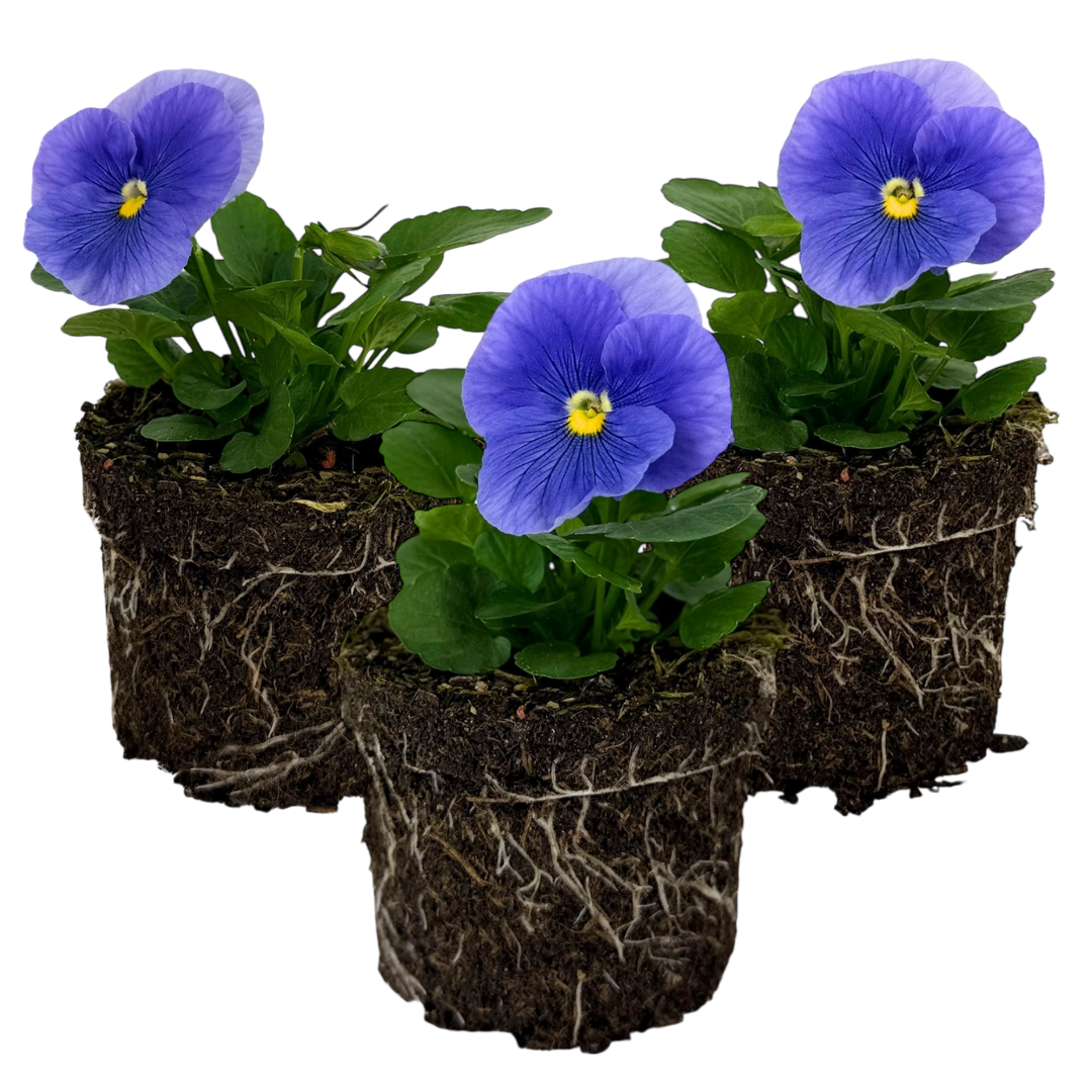 Upright Pansy Delta Pro Clear Light Blue