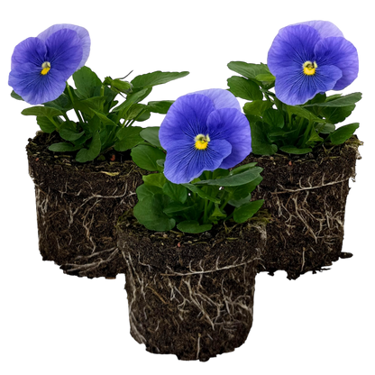 Upright Pansy Delta Pro Clear Light Blue