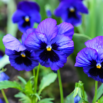 Upright Pansy Delta Pro Neon Violet
