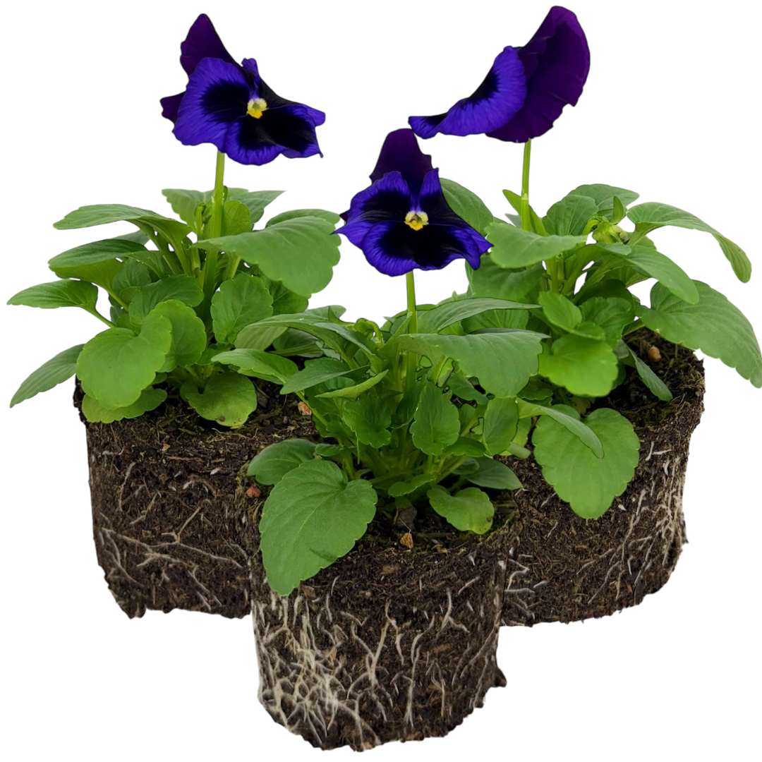 Upright Pansy Delta Pro Neon Violet