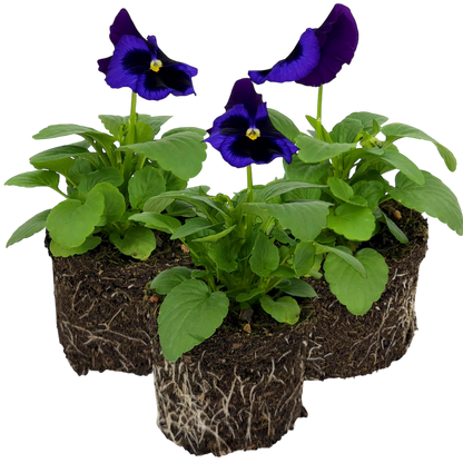 Upright Pansy Delta Pro Neon Violet