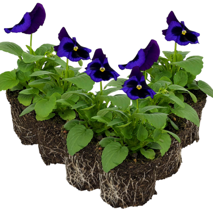 Upright Pansy Delta Pro Neon Violet