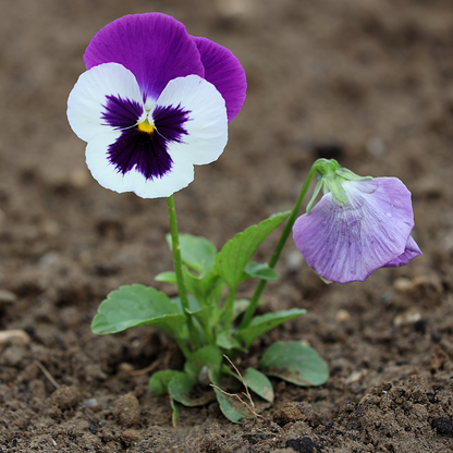 Upright Pansy Delta Pro Violet and White