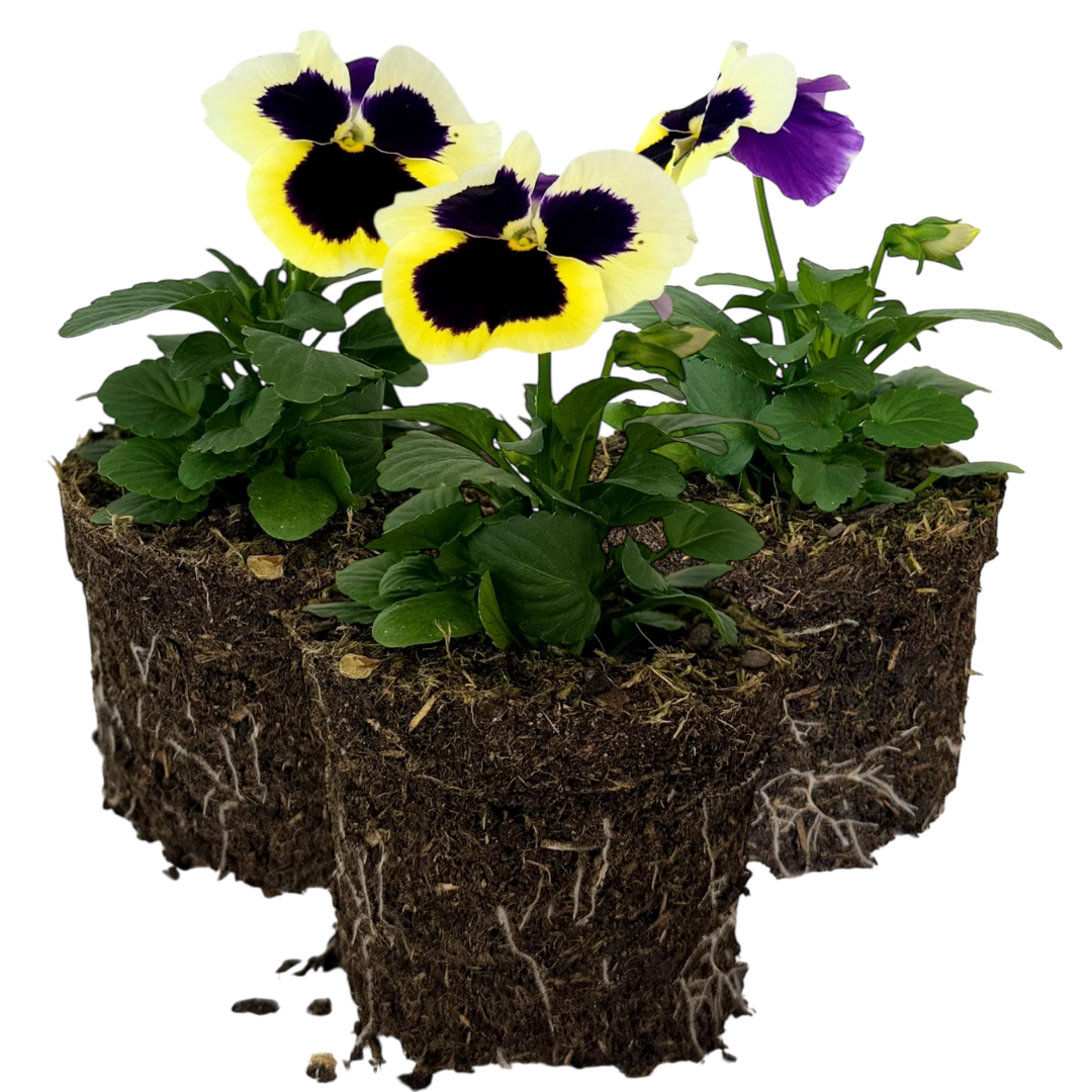 Upright Pansy Delta Pro Violet and White