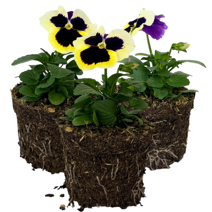Upright Pansy Delta Pro Violet and White