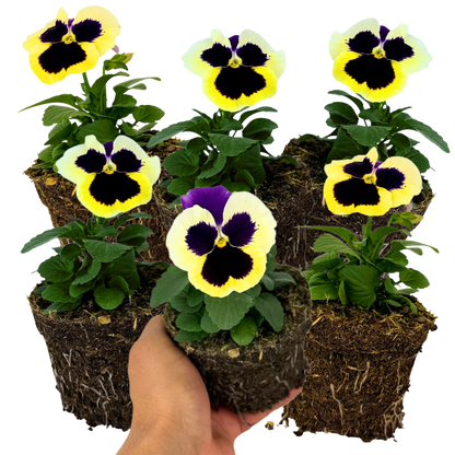 Upright Pansy Delta Pro Violet and White