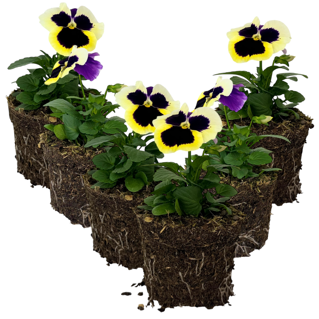 Upright Pansy Delta Pro Clear Light Blue