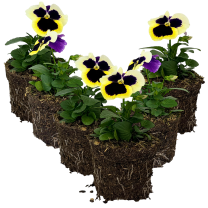 Upright Pansy Delta Pro Clear Light Blue