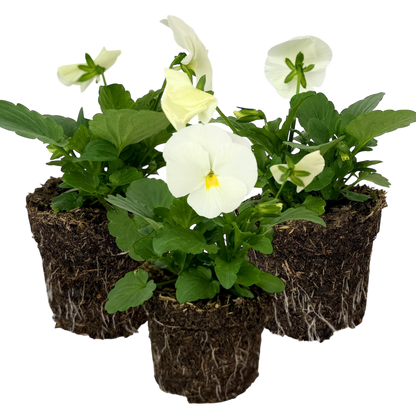 Upright Pansy Delta Pro Clear White