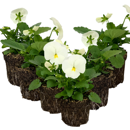 Upright Pansy Delta Pro Clear White