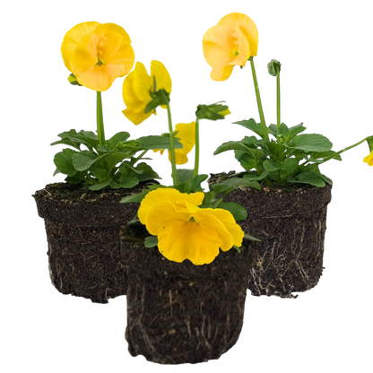 Upright Pansy Delta Pro Yellow