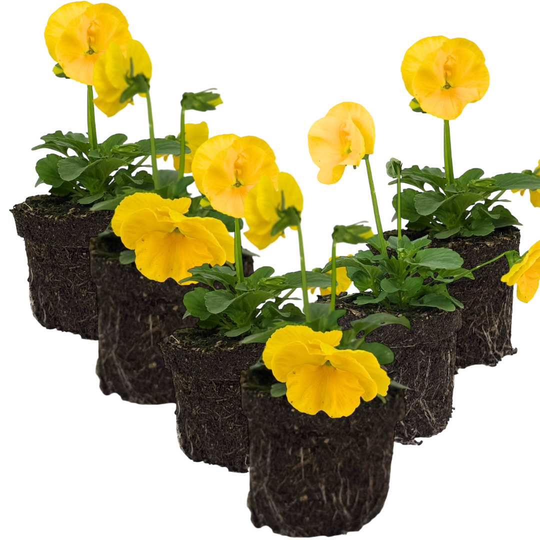Upright Pansy Delta Pro Yellow