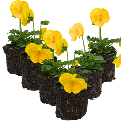 Upright Pansy Delta Pro Yellow