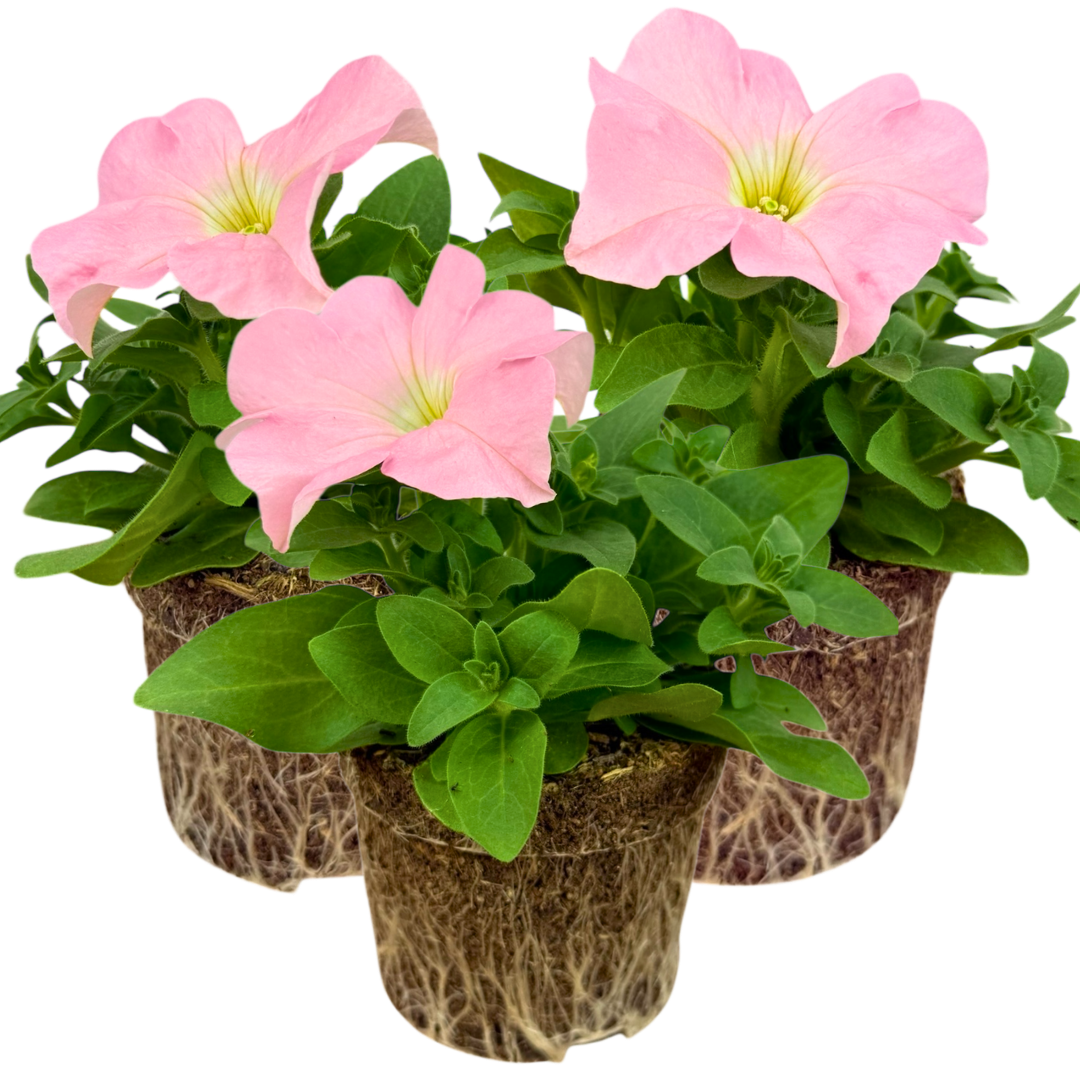 Set of 3 or 6 Large Plants - Petunia Express Apple Blossom, Outdoor Garden Ready