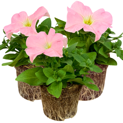 Set of 3 or 6 Large Plants - Petunia Express Apple Blossom, Outdoor Garden Ready