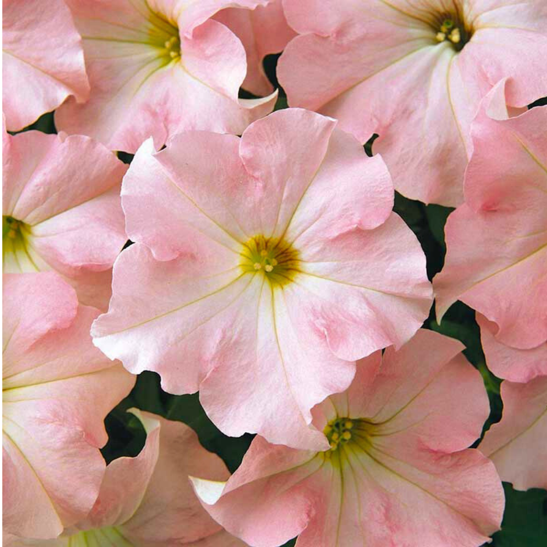 Set of 3 or 6 Large Plants - Petunia Express Apple Blossom, Outdoor Garden Ready
