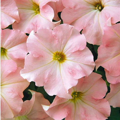 Set of 3 or 6 Large Plants - Petunia Express Apple Blossom, Outdoor Garden Ready