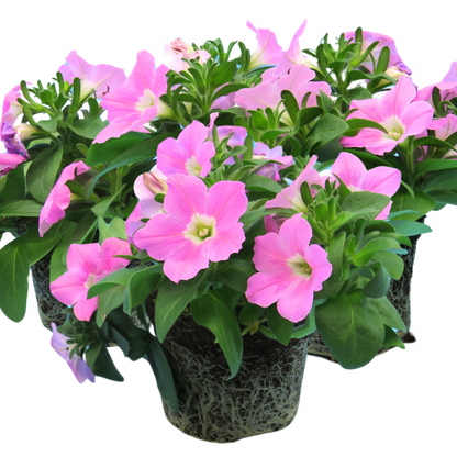 Set of 3 or 6 Large Plants - Petunia Easy Wave Pink, Outdoor Garden Ready