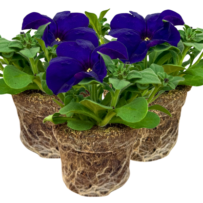 Set of 3 of 6 Large Plants - Petunia Express Blue, Outdoor Garden Ready