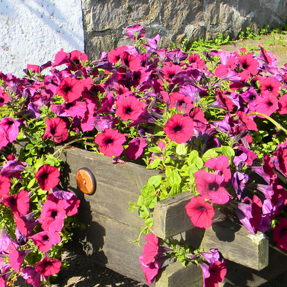 Set of 3 or 6 Large Plants - Petunia Surfinia Deep Red, Outdoor Garden Ready