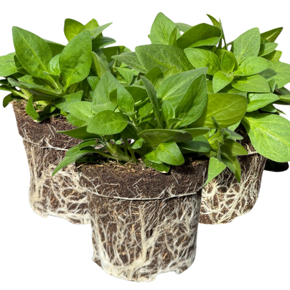Set of 3 or 6 Large Plants - Petunia Surfinia Deep Red, Outdoor Garden Ready