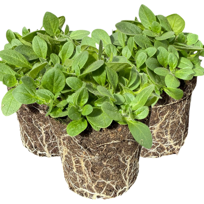 Set of 3 or 6 Large Plants - Petunia Surfinia Hot Pink, Outdoor Garden Ready