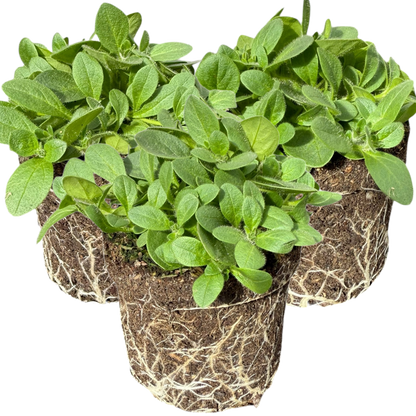 Set of 3 or 6 Large Plants - Petunia Dekko Blue, Outdoor Garden Ready