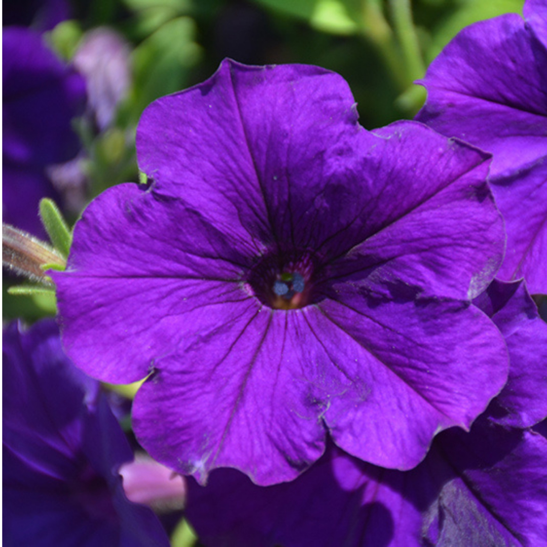 Set of 3 or 6 Large Plants - Petunia Dekko Blue, Outdoor Garden Ready