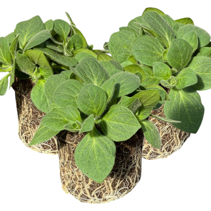 Set of 3 or 6 Large Plants - Petunia Dekko Rose Star, Outdoor Garden Ready