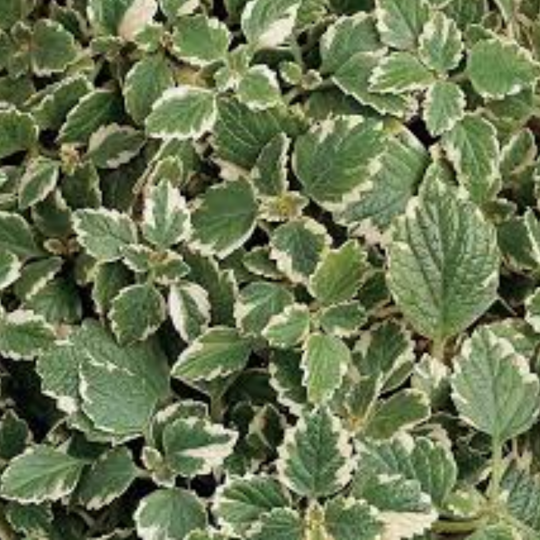 Set of 3 or 6 Large Plants - Plectranthus Coleoides / Swedish Ivy, Outdoor Garden Ready