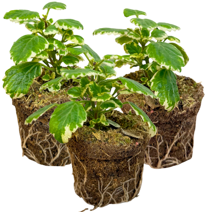 Set of 3 or 6 Large Plants - Plectranthus Coleoides / Swedish Ivy, Outdoor Garden Ready