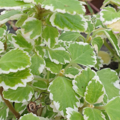 Set of 3 or 6 Large Plants - Plectranthus Coleoides / Swedish Ivy, Outdoor Garden Ready