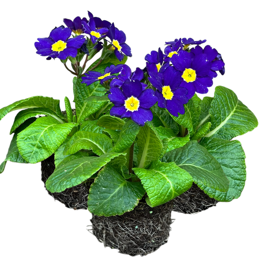 Polyanthus Blue