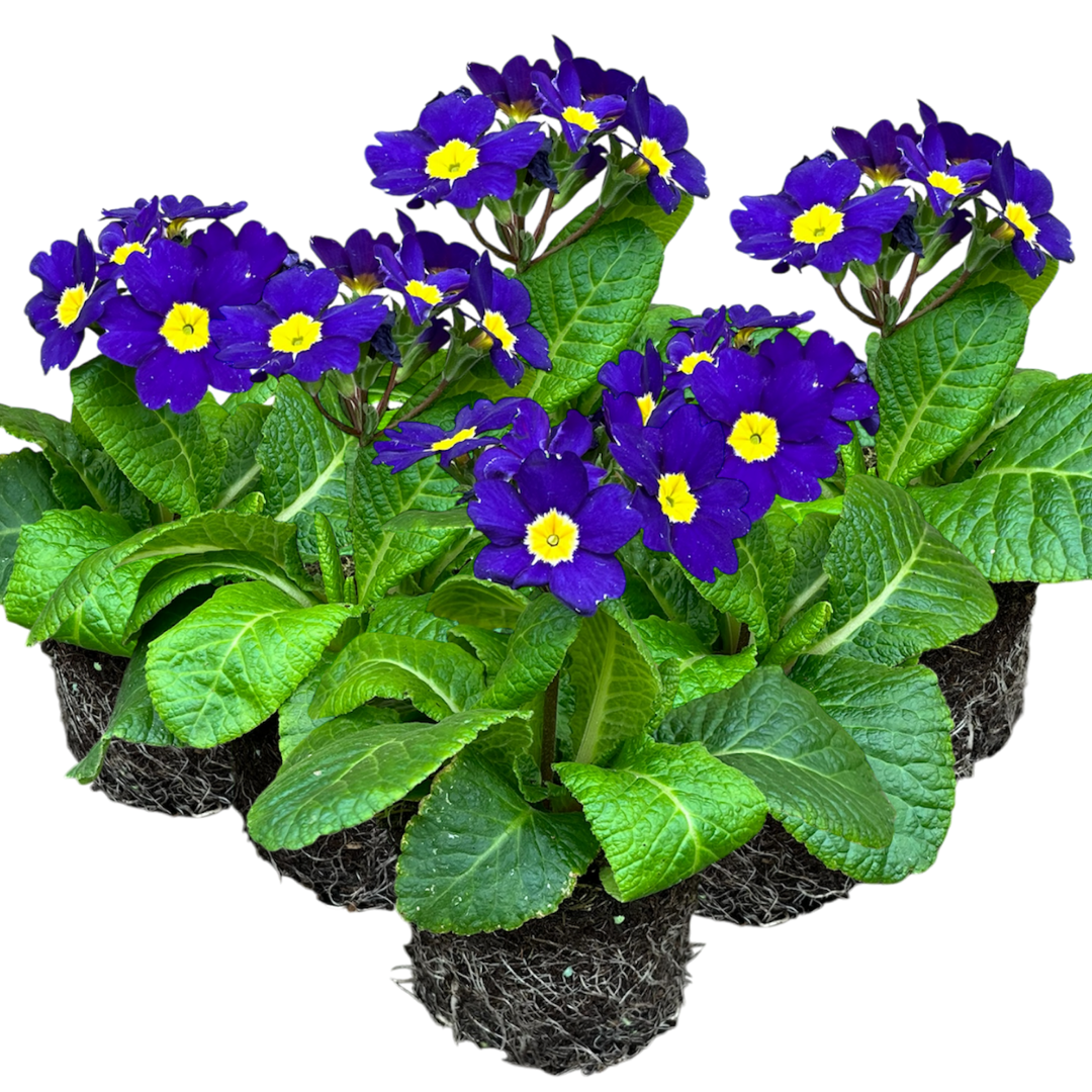 Polyanthus Blue