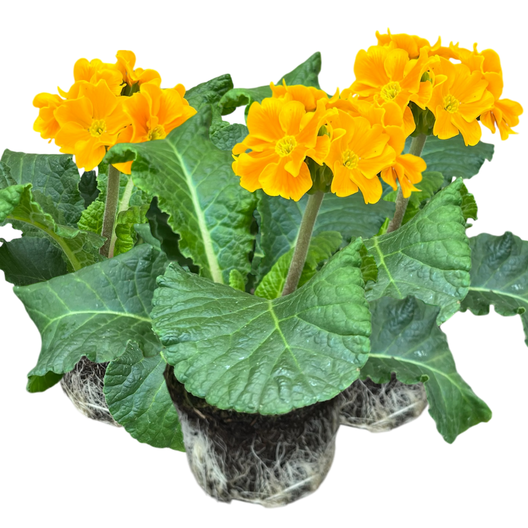 Polyanthus Orange