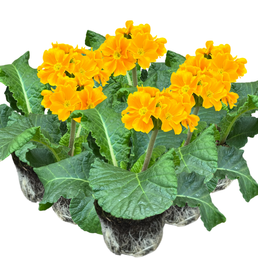 Polyanthus Orange