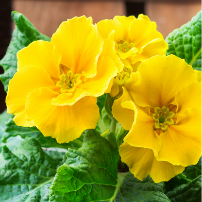 Set of 3 or 6 Large Plants - Polyanthus Yellow, Ready to Plant in Your Garden, Peat Free