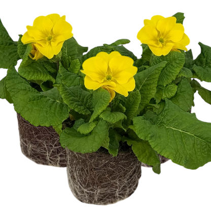 Set of 3 or 6 Large Plants - Polyanthus Yellow, Ready to Plant in Your Garden, Peat Free