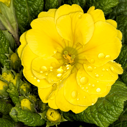 Set of 3 or 6 Large Plants - Polyanthus Yellow, Ready to Plant in Your Garden, Peat Free