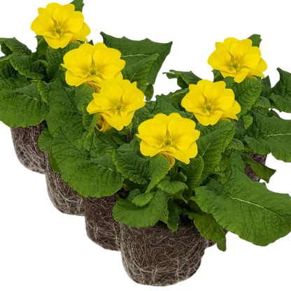 Set of 3 or 6 Large Plants - Polyanthus Yellow, Ready to Plant in Your Garden, Peat Free