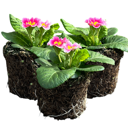 Primrose Appleblossom