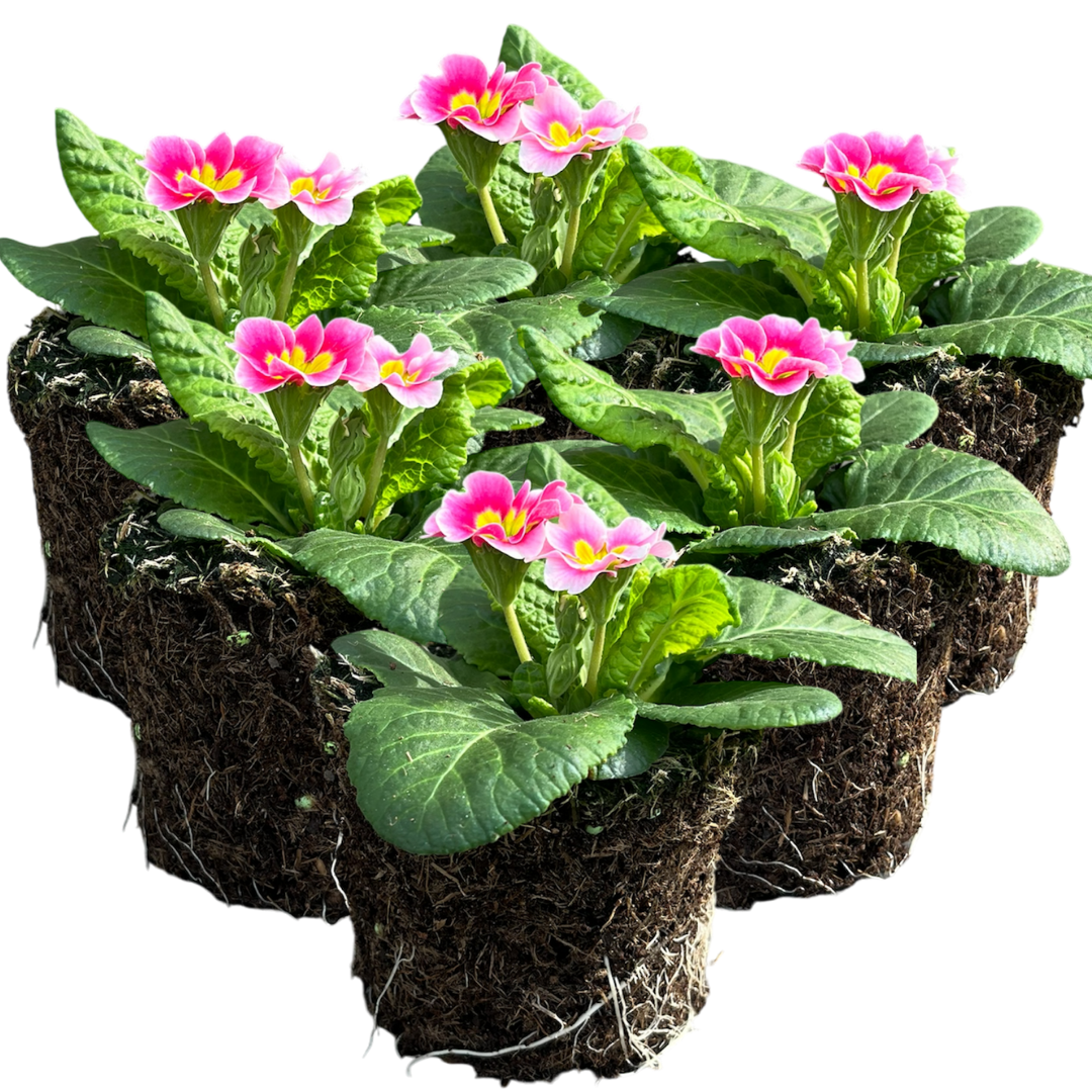 Primrose Appleblossom