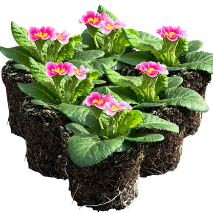 Primrose Appleblossom