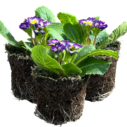 Primrose Blue Bicolour