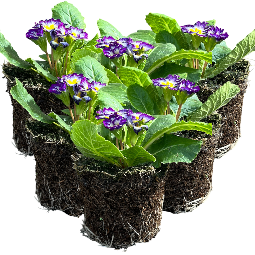Primrose Blue Bicolour