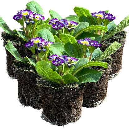 Primrose Blue Bicolour