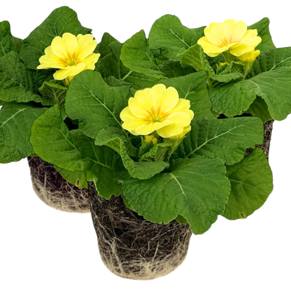 Primrose Cream
