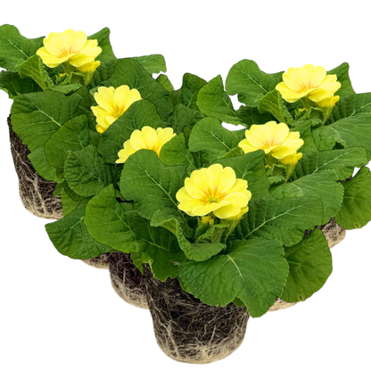 Primrose Cream