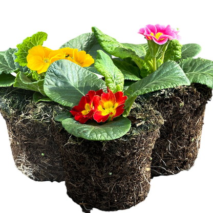 Primrose Growers Selection